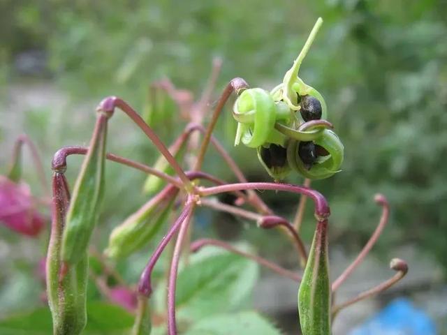 这些植物容易“爆炸”，不能随意触碰，你见过几种呢？