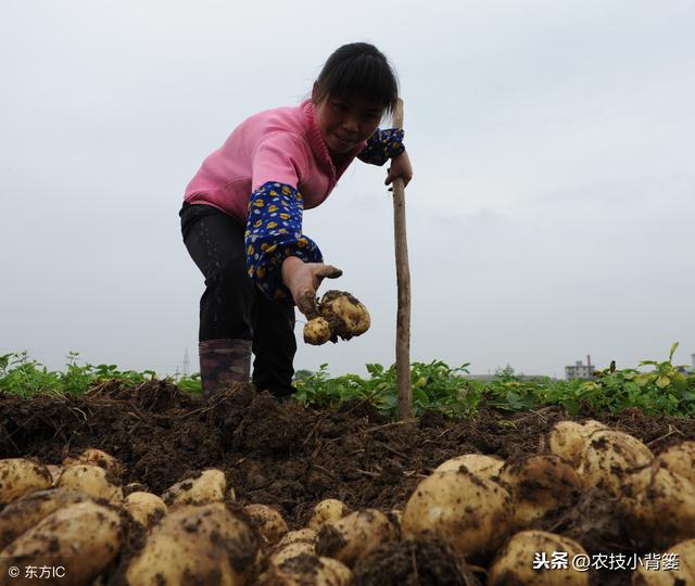 马铃薯如何种植管理，才能出苗齐壮、产量增加、提高品质？