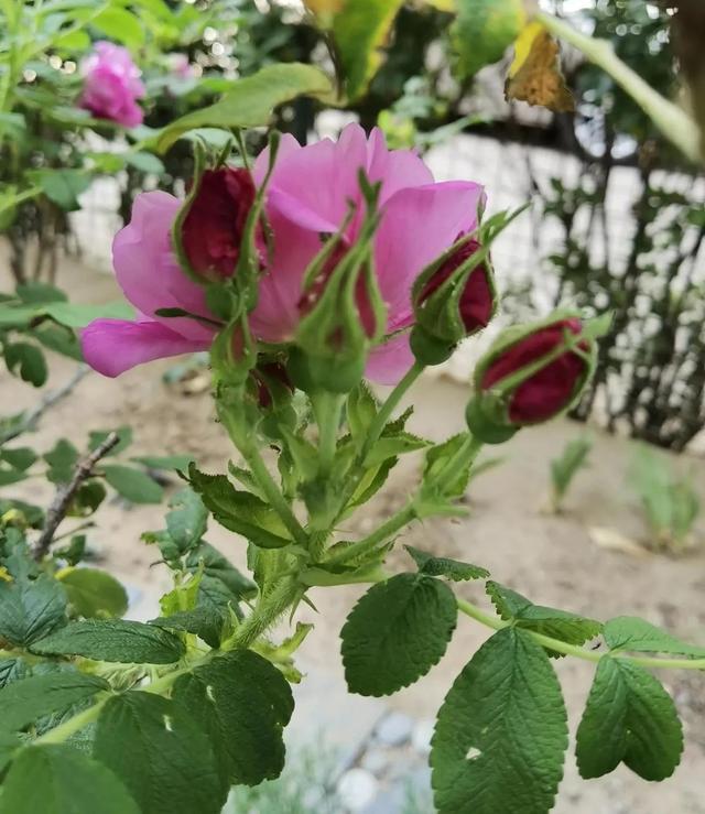 我的花草日记——看图写画，记录今天院子里默默绽放的花花草草