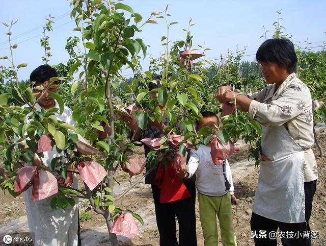 不同树龄、树势、生长期的苹果树，需要不同的修剪方法，你会用吗