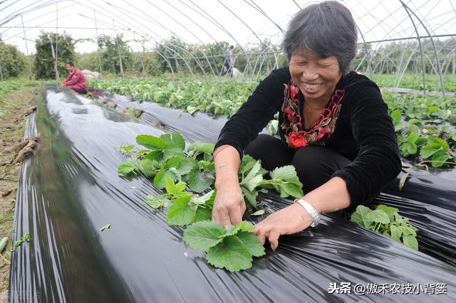 秋季草莓栽种正当时，掌握好移栽定植技巧，缓苗快、成活率高