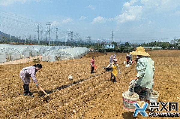 德卧镇坡告村：春耕生产正当时 300亩生姜种植忙