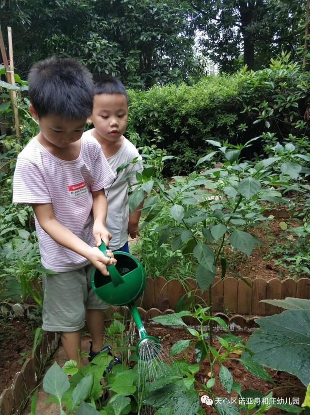 「园所动态」“我为种植园取名字”——诺亚舟和庄幼儿园