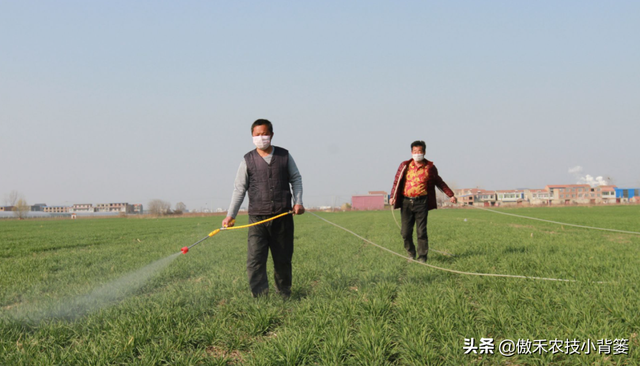 麦地里的节节麦杂草难防治？选对药物、找准时机、用对方法并不难