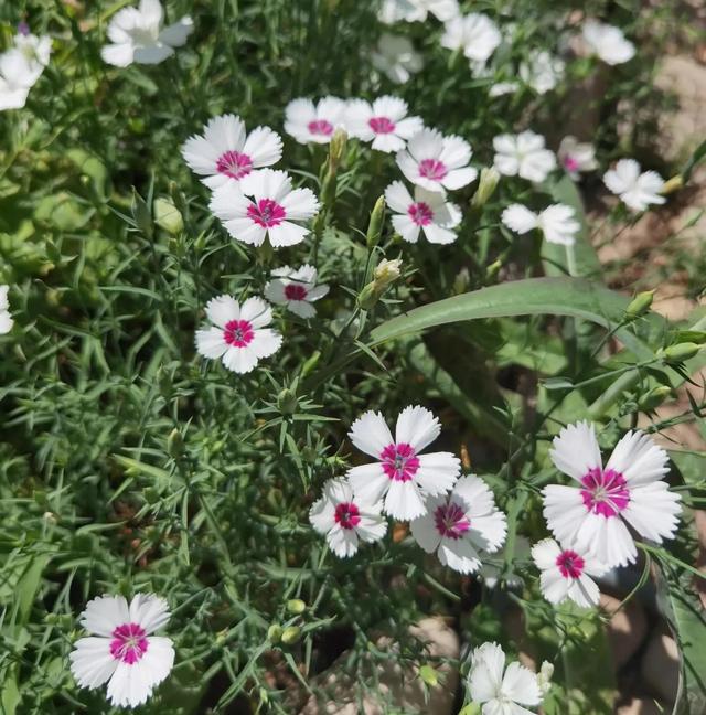 我的花草日记——看图写画，记录今天院子里默默绽放的花花草草