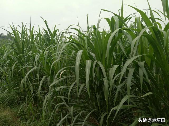 植株高大，亩产可达30吨，增重效果较好的巨菌草种植技巧一览