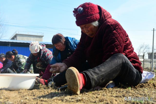 农村人种植中药材，惹邻居们羡慕，真的很赚钱吗？