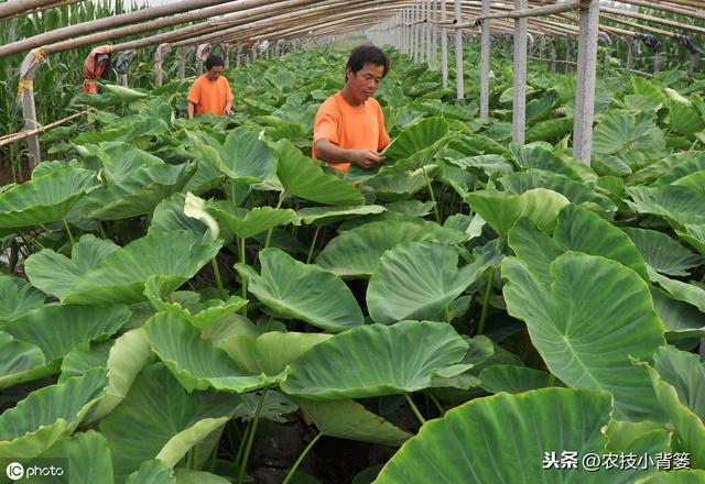 要想芋头种植产量大、品质高、收益好，这些种植管理技巧要知道