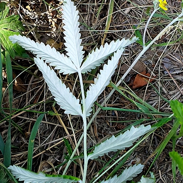 翻白草种植全攻略：最佳种植季节、健康种苗挑选及装盆步骤详解