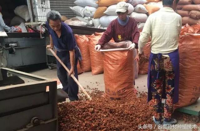 中药材销路在哪里？种植户种出来药材往哪卖，不要相信高价回收