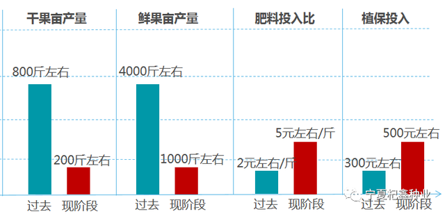 “良种+良方”枸杞高效种植模式，高产稳产不是梦