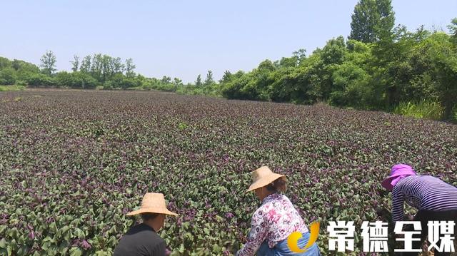 临澧：贫困村种紫苏，每亩利润约5000元