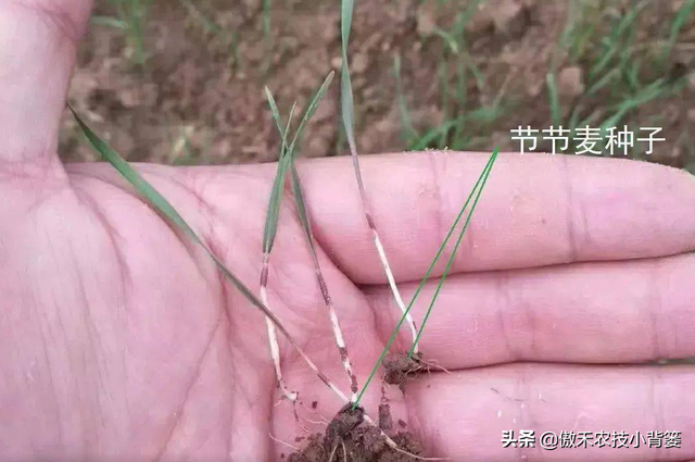 麦地里的节节麦杂草难防治？选对药物、找准时机、用对方法并不难