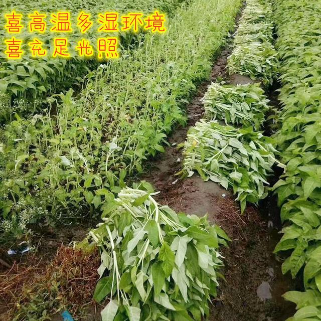 七八月份夏季，温度高！农户种菜，可以选这几个品种，抗热强