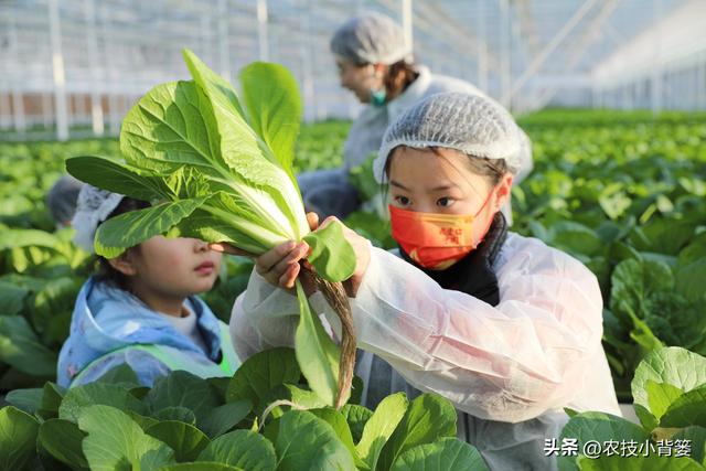 蔬菜水培并不难，掌握种植技巧很简单：如何才能种好水培蔬菜？