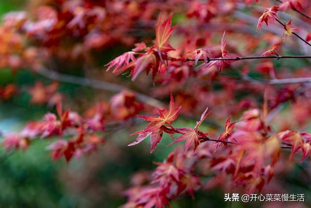 奇！广东小县城漫山遍野红似火，枫叶竟在春天变红，正是观赏季节