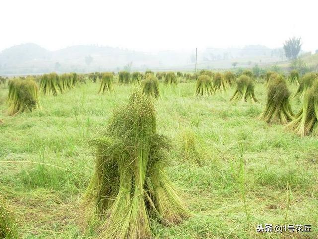 农村种植亚麻，大有可为！