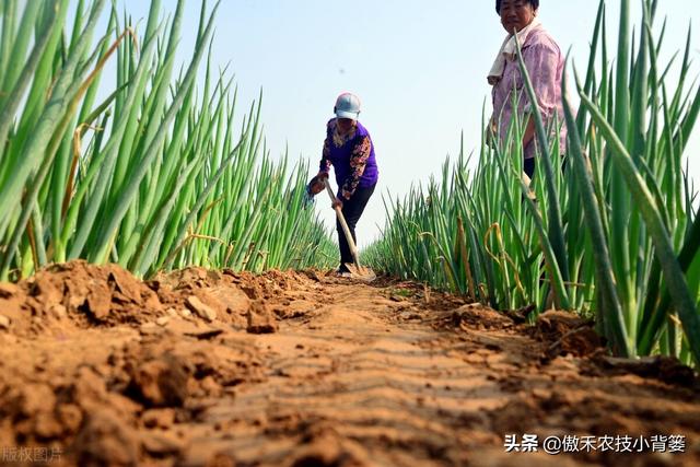 秋季种植大葱，如何栽种管理才能让大葱长势更好、产量更高？