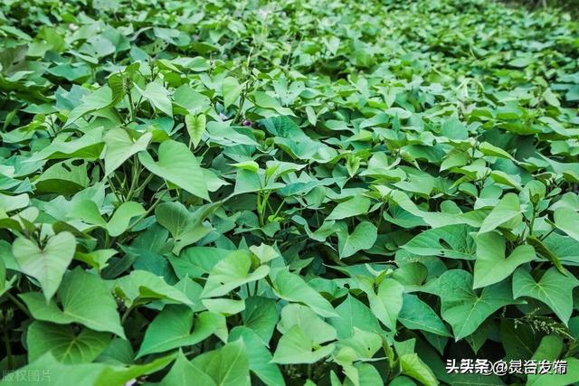 玉米和红薯什么时候种植好？这才是最佳种植时间，别早也不能太晚