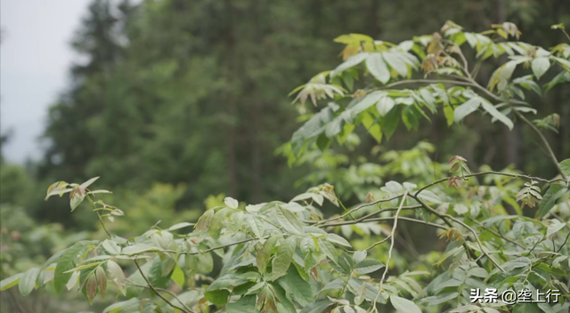 从伐木到植绿，鹤峰“光头强”七年种下百万棵青钱柳