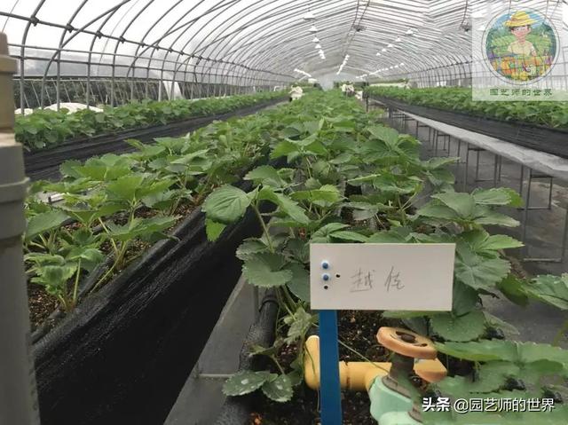 新品种高架小西瓜、网纹瓜种植技术