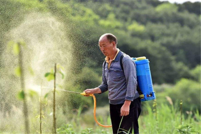 田七的种植技术，做好这些步骤，高产其实很简单