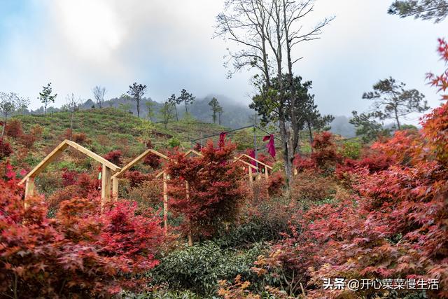 奇！广东小县城漫山遍野红似火，枫叶竟在春天变红，正是观赏季节