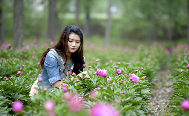 教你0基础栽种“花仙子”芍药，土壤选择很重要，明年开花美翻天