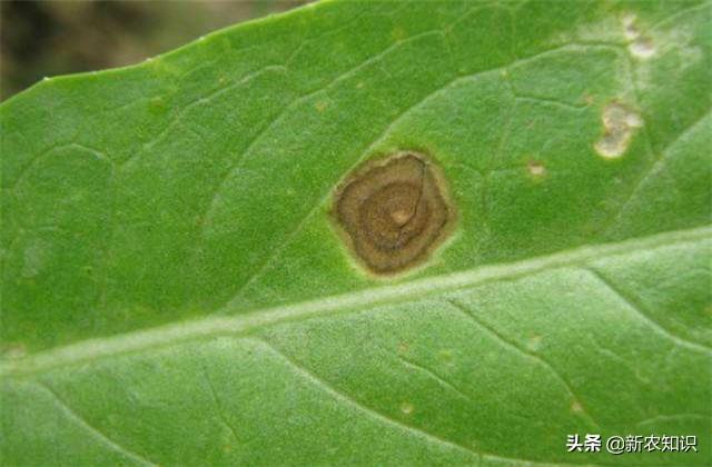 关于魔芋的种植技术，需要关注的几点，保证你高产