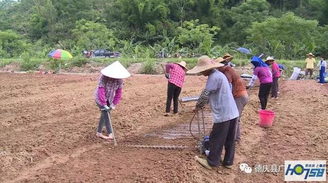 德庆紫淮山种植为农民增收带来希望