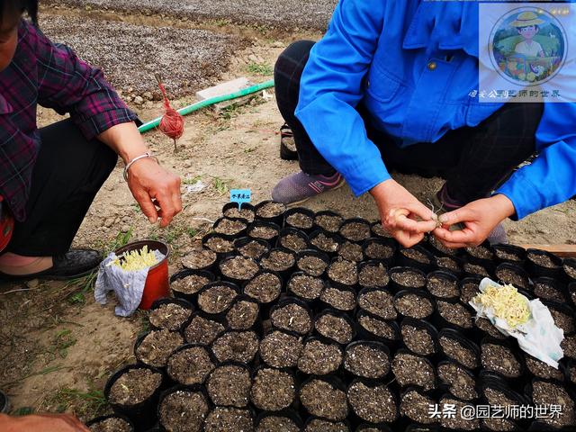 新品种高架小西瓜、网纹瓜种植技术