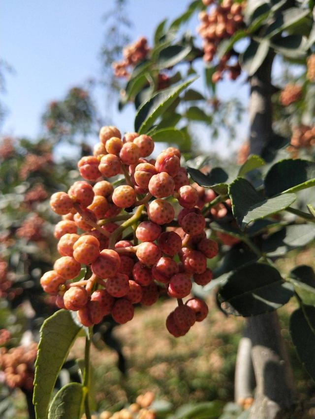 花椒树的养殖方法和注意事项