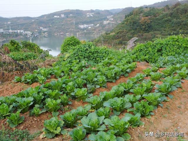 家里一直保存下来的四个种植小技巧，增产潜力挺大，无私分享