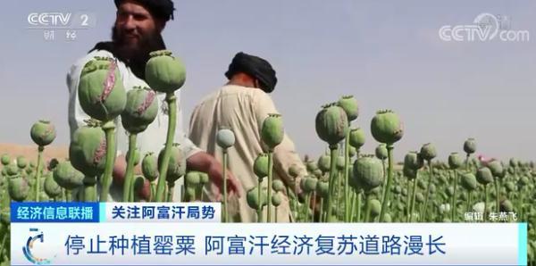 曾以种植罂粟为“支柱产业”的阿富汗，如今不种了！未来，这座金山还能用吗？