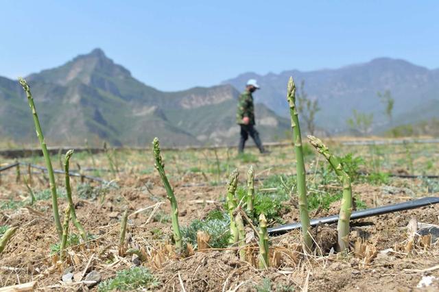 每日获利超万元！高山芦笋让这个山村快速脱低