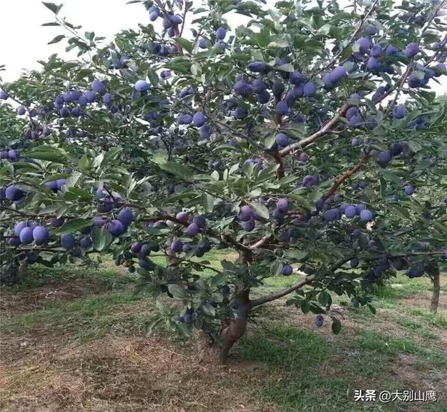 西梅是种什么梅，种植技术有哪些方面，弄懂了再种不迟