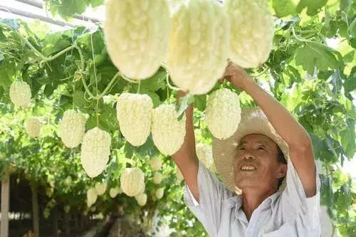 亩产上万斤，收入上万元，苹果苦瓜现在种植还不晚