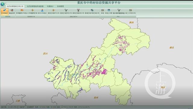 重庆新发现10余种珍贵野生中药材！总数已有4069种