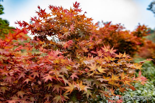 奇！广东小县城漫山遍野红似火，枫叶竟在春天变红，正是观赏季节