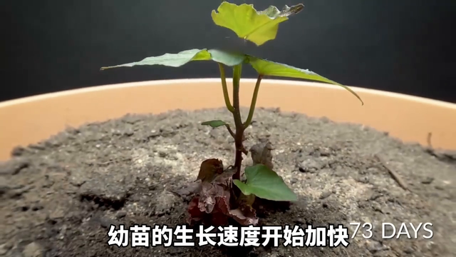 耗时92天，我记录了在家种植红薯的全过程！ #种植小技巧