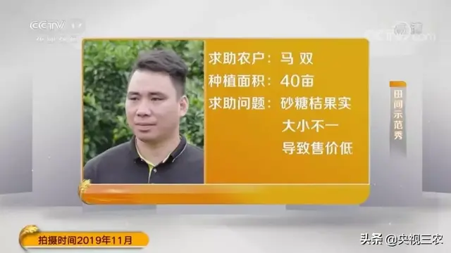 砂糖桔全攻略！大小果咋办？怎么一眼“看”出最甜的果？