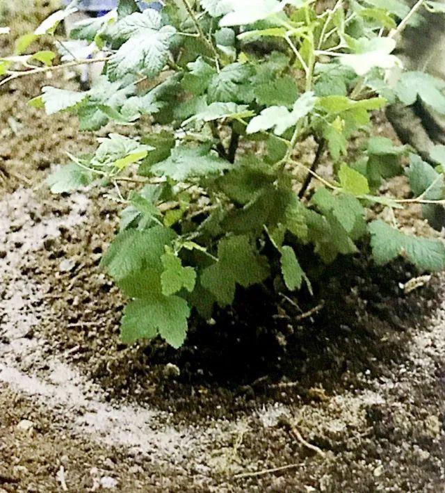 数数你家多少灌木型花卉？种植大有讲究哦，四步种植法不可错过