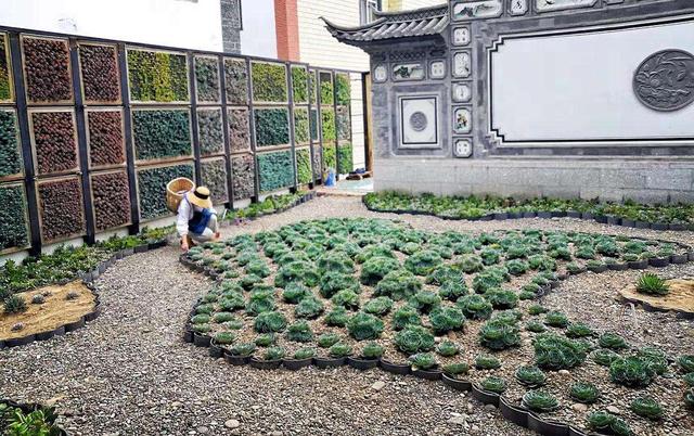 最省钱的多肉花园建造方法