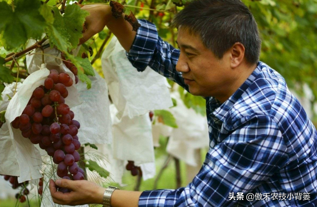 葡萄需要重点施肥的关键期：5次追肥+1次基肥，施肥技巧不相同