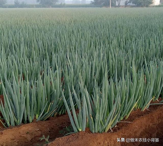 秋季种植大葱，如何栽种管理才能让大葱长势更好、产量更高？