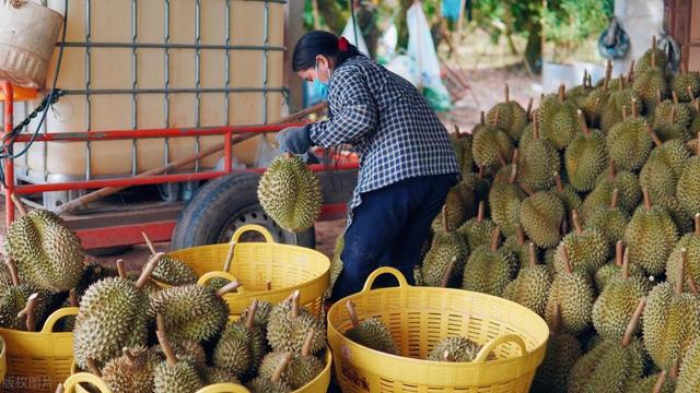 榴莲：那么贵，为什么不在南方种植，实现榴莲自由