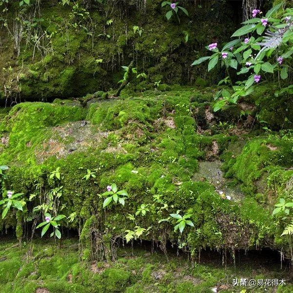 南方山野常见的白发藓，虽不起眼，却是盆景草缸的著名造景植物