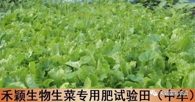 生菜科学的种植方法