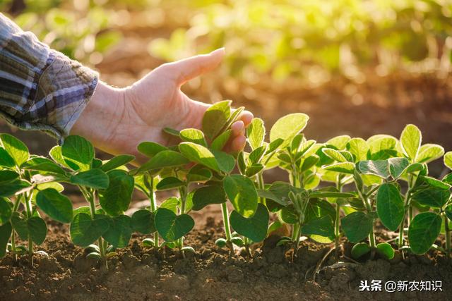 大豆种植的技术和方法，需做好6步，简单实用高产种植技术