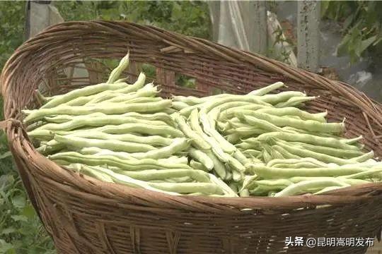 嵩明这个村种植四季豆，产值2000万元